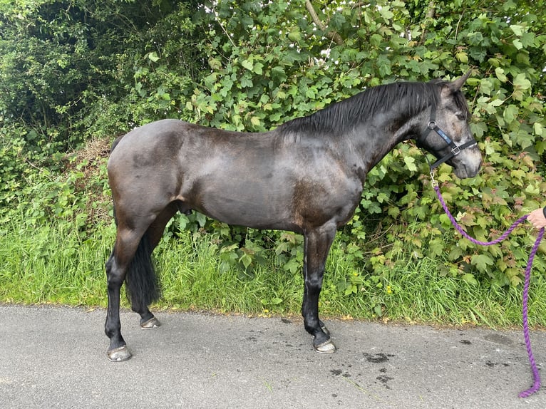 Kuc Connemara Wałach 7 lat 148 cm Bułana in Knockmore