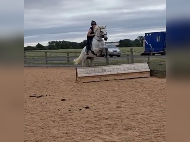 Kuc Connemara Wałach 7 lat 155 cm Siwa in Leicestershire