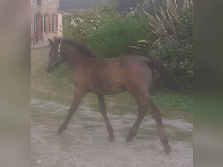 Kuc Connemara Wałach Źrebak (01/2024) Gniada in LA DOMINELAIS