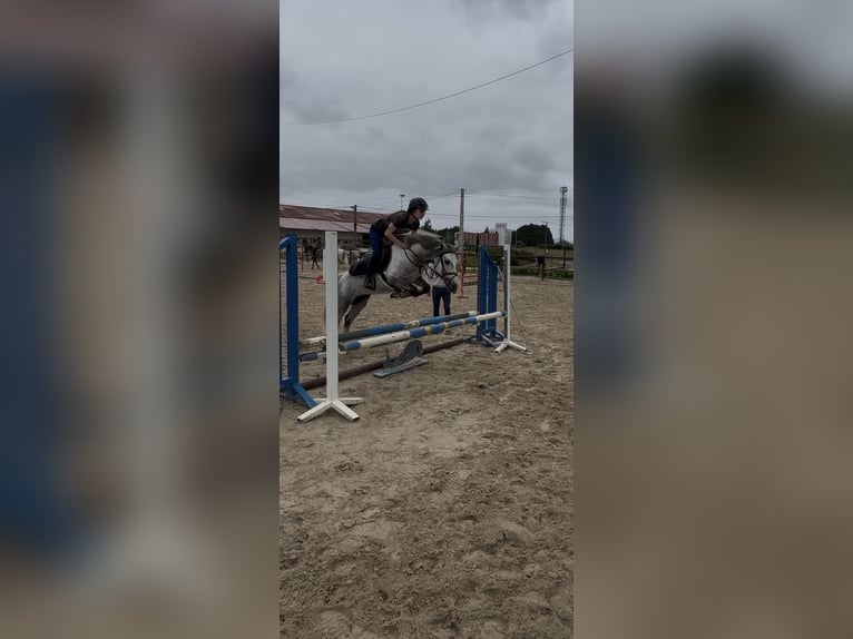 Kuc dales Ogier 5 lat 134 cm Siwa jabłkowita in Liencres