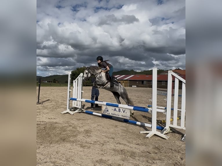 Kuc dales Ogier 5 lat 134 cm Siwa jabłkowita in Liencres
