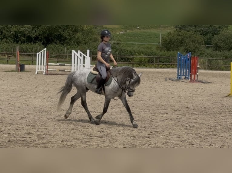 Kuc dales Ogier 5 lat 134 cm Siwa jabłkowita in Liencres