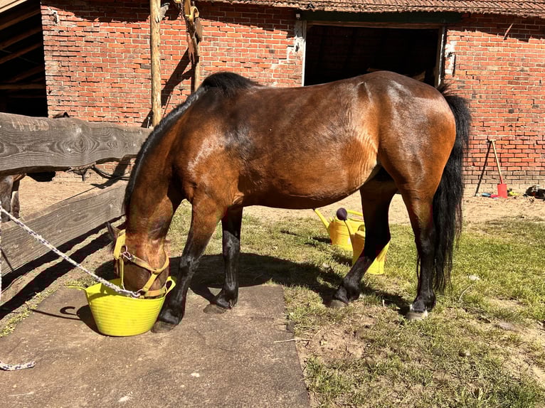 Kuc Dartmoor Klacz 14 lat 122 cm Gniada in MeppenMeppen