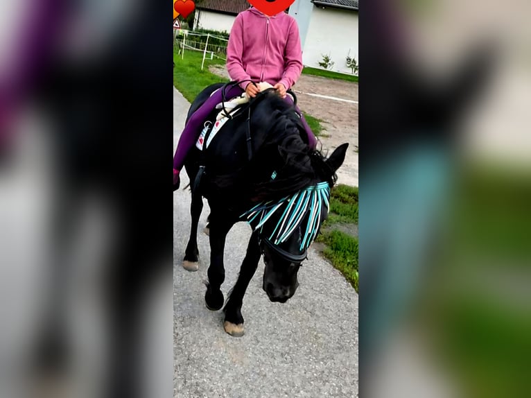 Kuc Dartmoor Mix Klacz 15 lat 135 cm Kara in Sternenfels