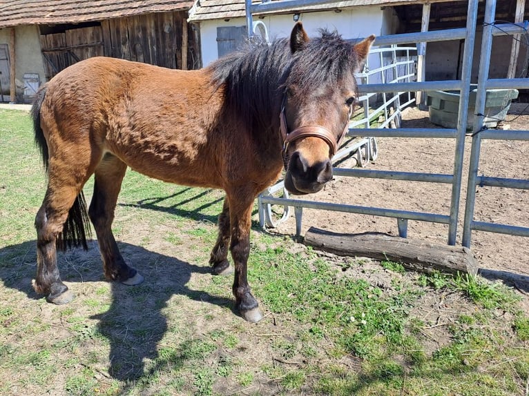 Kuc Dartmoor Klacz 6 lat 125 cm Gniada in Nagykanizsa