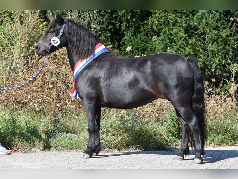 Kuc Dartmoor Ogier Źrebak (04/2026) 125 cm Gniada in Goch