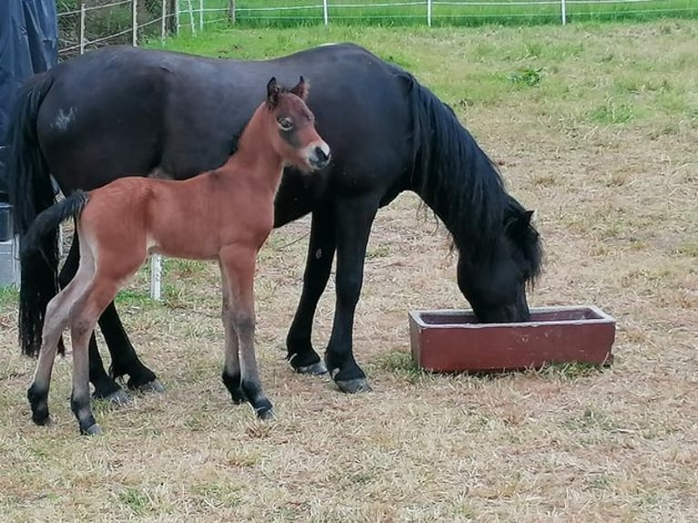 Kuc Dartmoor Ogier Źrebak (05/2025) Gniada in Eichst&#xE4;tt