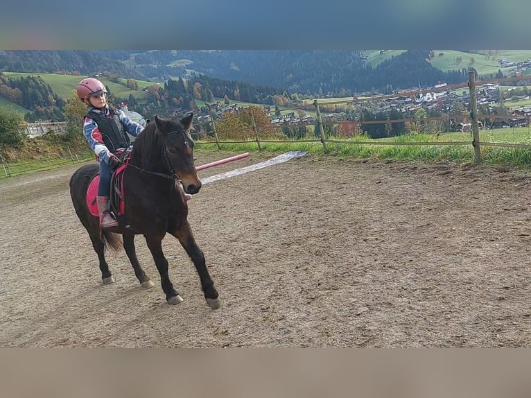 Kuc Dartmoor Wałach 16 lat 135 cm Ciemnogniada in Alpbach