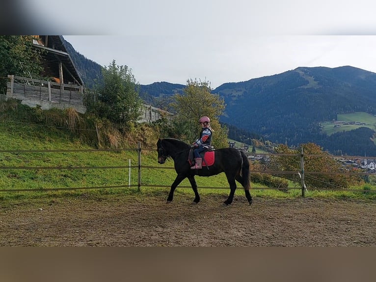Kuc Dartmoor Wałach 16 lat 135 cm Ciemnogniada in Alpbach