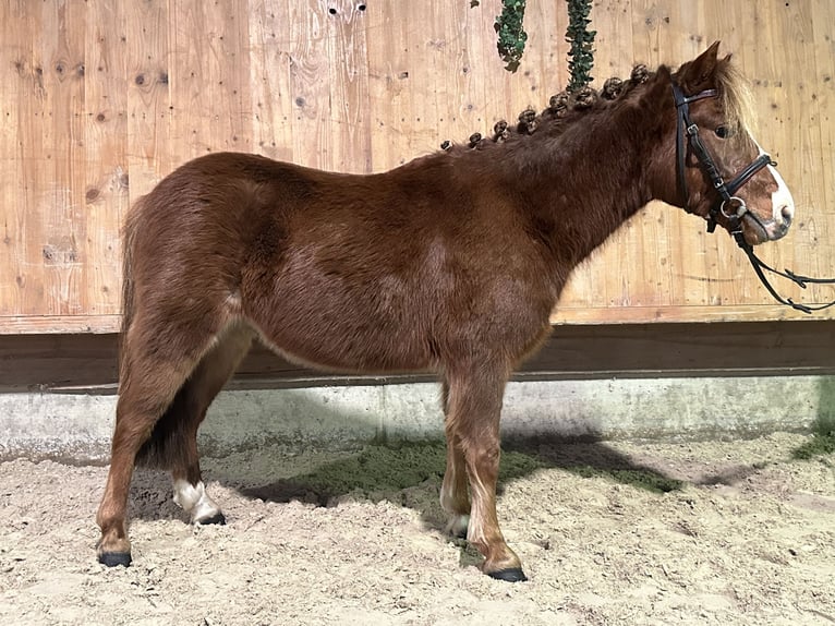 Kuc Dartmoor Mix Wałach 4 lat 118 cm Kasztanowata in Riedlingen