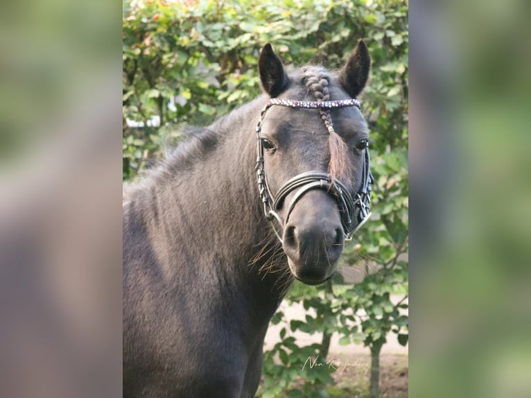 Kuc Dartmoor Wałach 5 lat 120 cm Kara in De Heurne