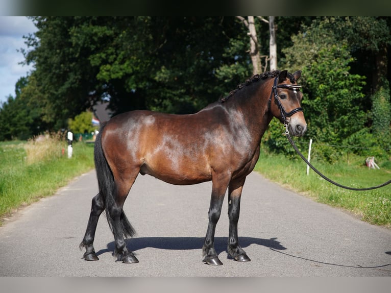 Kuc Dartmoor Wałach 11 lat 123 cm Gniada in Kempen