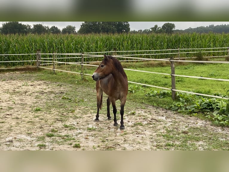 Kuc Exmoor Klacz 5 lat 135 cm Ciemnokasztanowata in Verden (Aller)