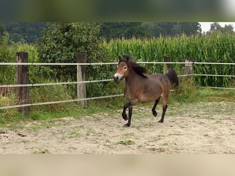 Kuc Exmoor Klacz 5 lat 135 cm Ciemnokasztanowata in Verden (Aller)