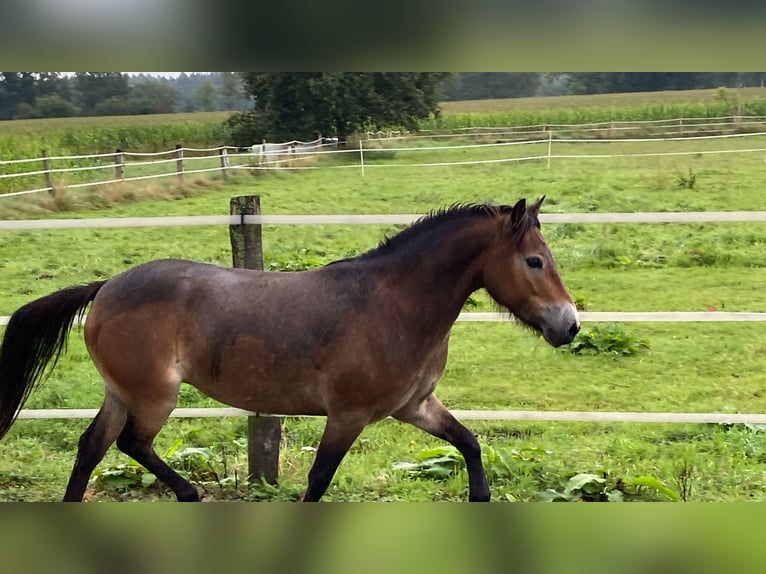 Kuc Exmoor Klacz 5 lat 135 cm Ciemnokasztanowata in Verden (Aller)