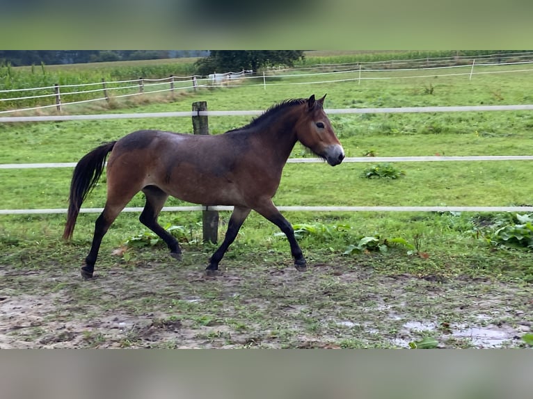 Kuc Exmoor Klacz 5 lat 135 cm Ciemnokasztanowata in Verden (Aller)