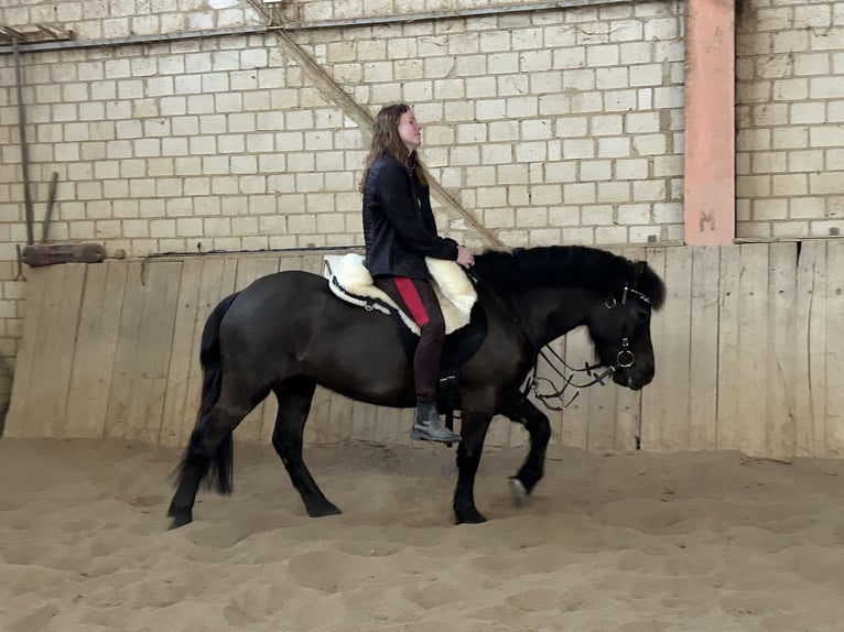 Kuc Exmoor Wałach 5 lat 126 cm Skarogniada in Kerpen