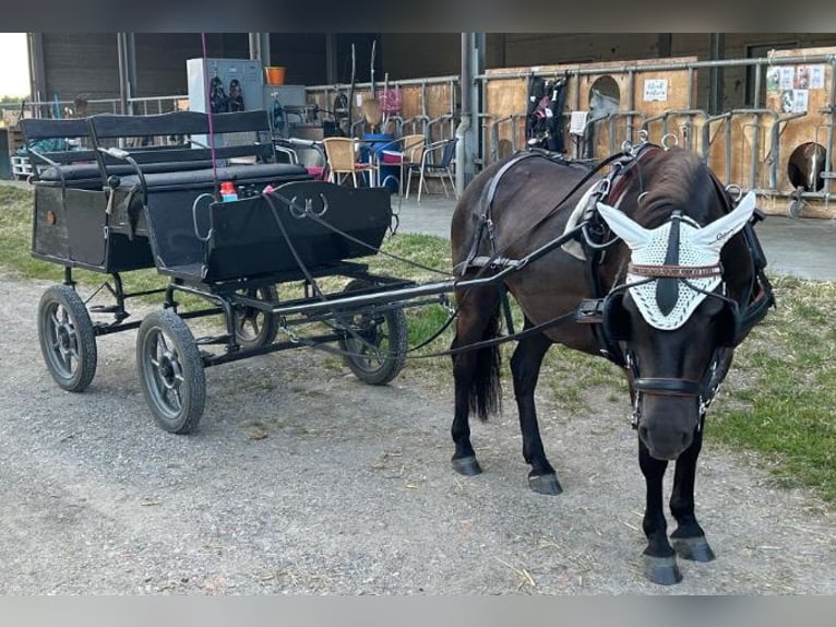 Kuc Exmoor Wałach 5 lat 126 cm Skarogniada in Kerpen