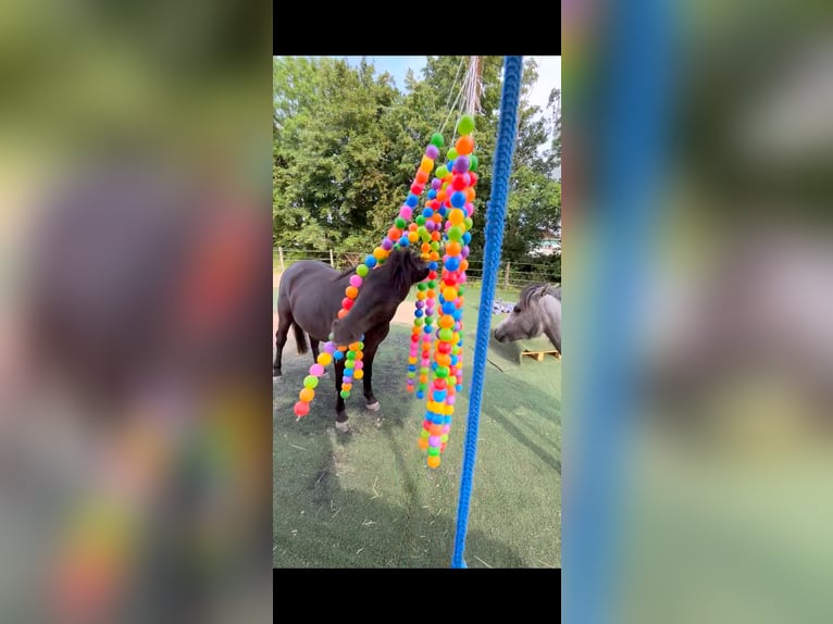 Kuc Exmoor Wałach 5 lat 126 cm Skarogniada in Kerpen