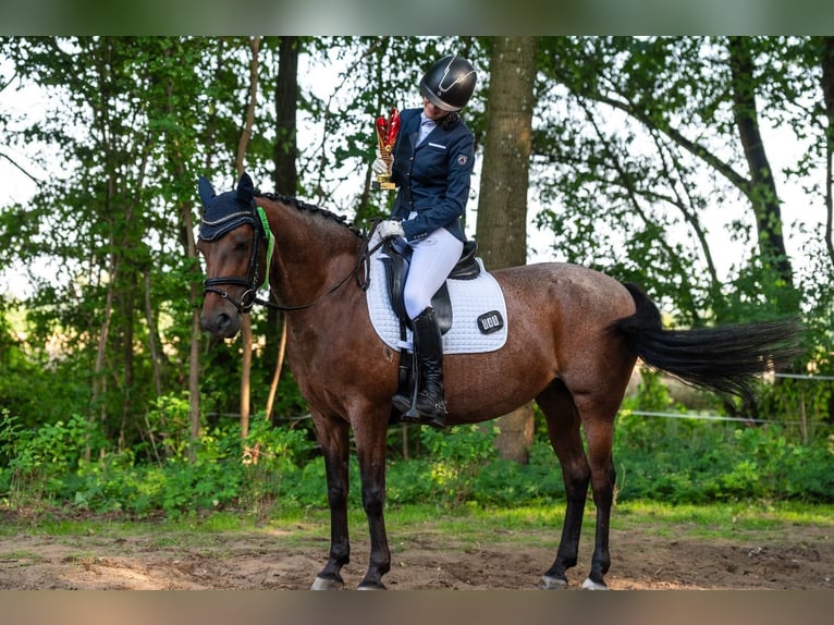 Kuc feliński Klacz 10 lat 148 cm Gniadodereszowata in Poznań