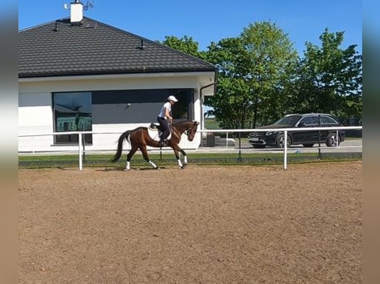 Kuc feliński Klacz 3 lat 140 cm Gniada in Wielgie