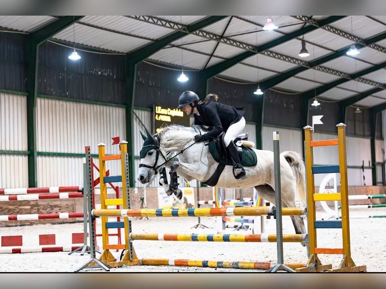 Kuc feliński Klacz 8 lat 145 cm Siwa in Zag&#xF3;r&#xF3;w