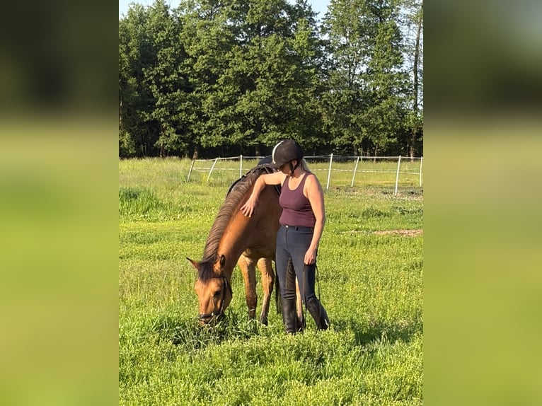 Kuc feliński Wałach 4 lat 147 cm Bułana in Chełmno