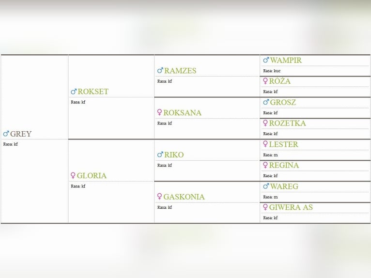 Kuc feliński Wałach 4 lat 147 cm Bułana in Chełmno