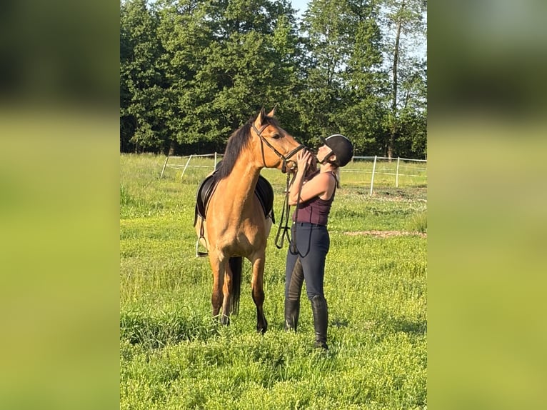 Kuc feliński Wałach 4 lat 147 cm Bułana in Chełmno