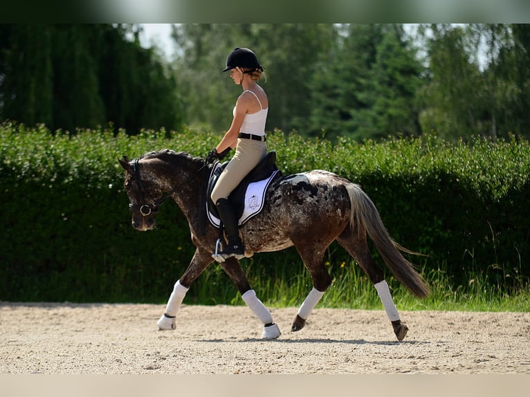 Kuc feliński Wałach 5 lat 140 cm Tarantowata in Poznań