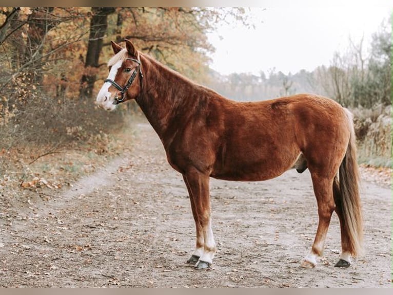 Kuc feliński Wałach 8 lat 148 cm Kasztanowata in Szczytniki