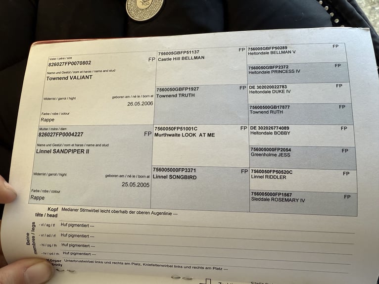 Kuc Fell Klacz 14 lat 142 cm Kara in Rudolfingen