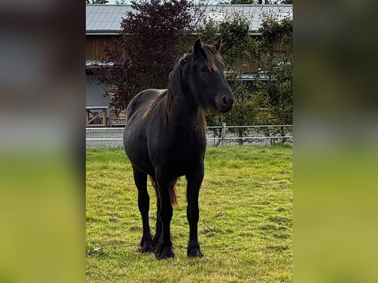 Kuc Fell Klacz 2 lat 140 cm Kara in Freienwill