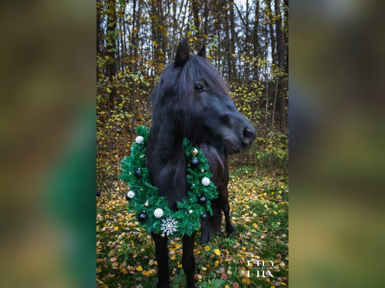 Kuc Fell Mix Klacz 2 lat 148 cm Karosiwa in Güntersleben