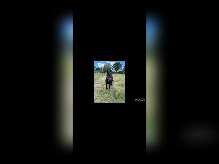 Kuc Fell Klacz 3 lat 130 cm Kara in Den Ham