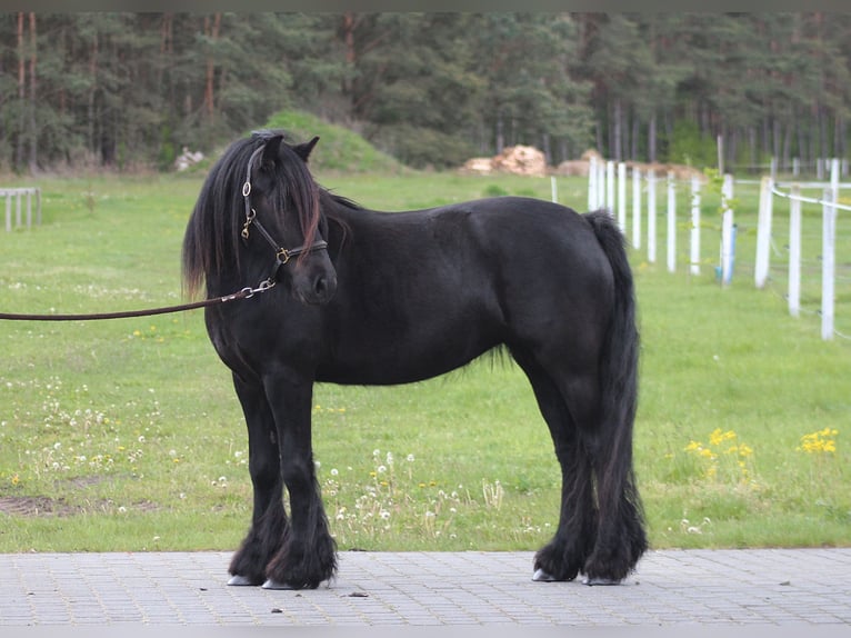 Kuc Fell Klacz 5 lat 145 cm Kara in Santok