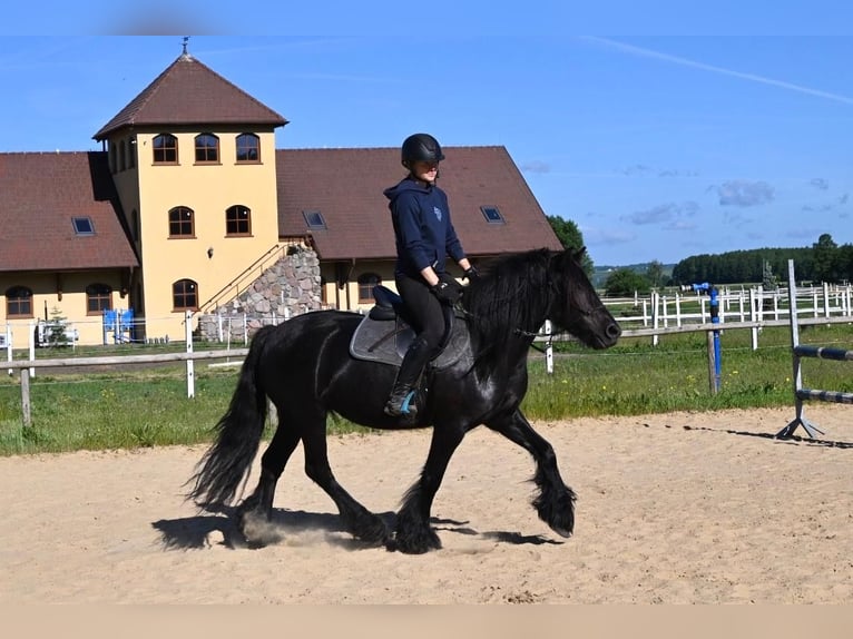 Kuc Fell Klacz 5 lat 145 cm Kara in Santok