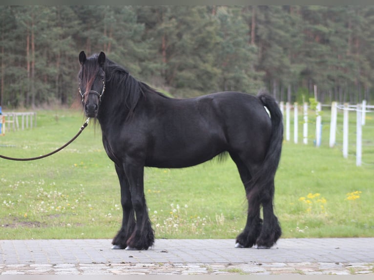 Kuc Fell Klacz 5 lat 145 cm Kara in Santok