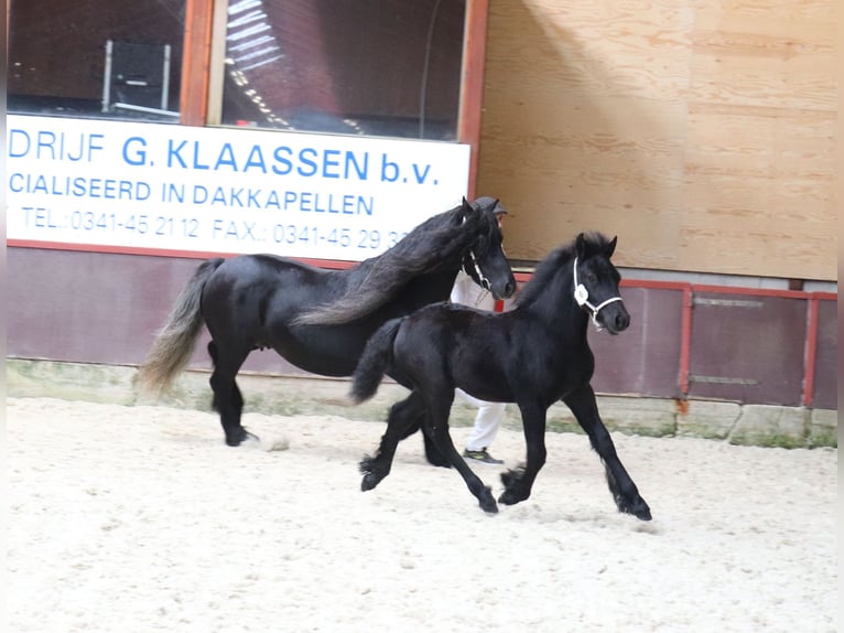 Kuc Fell Ogier 2 lat 140 cm Siwa in Medemblik