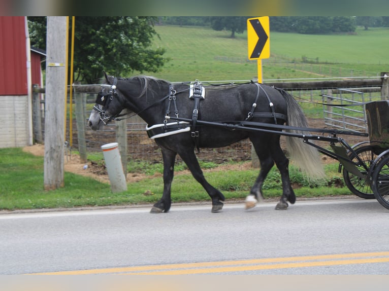 Kuc Fell Mix Wałach 5 lat 142 cm Siwa in Millersburg