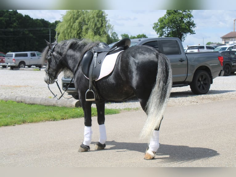 Kuc Fell Mix Wałach 5 lat 142 cm Siwa in Millersburg