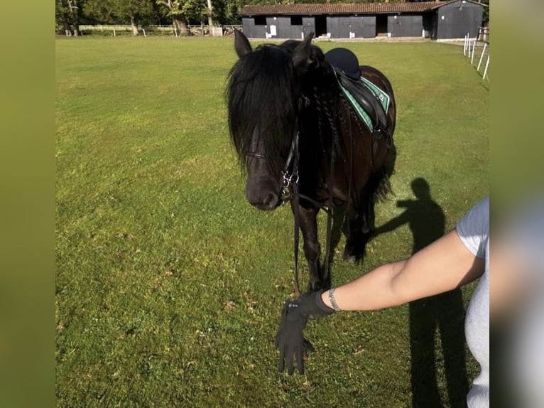 Kuc Fell Wałach 7 lat 140 cm Kara in Chobham