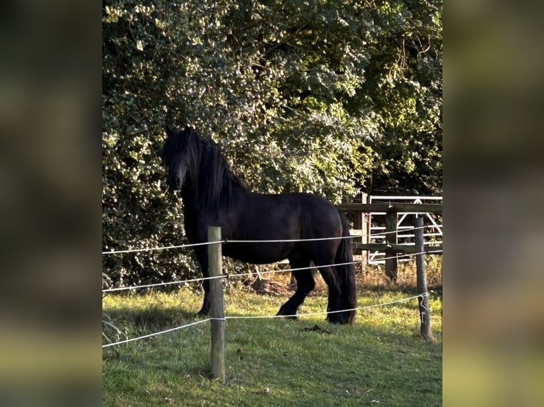 Kuc Fell Wałach 7 lat 140 cm Kara in Chobham