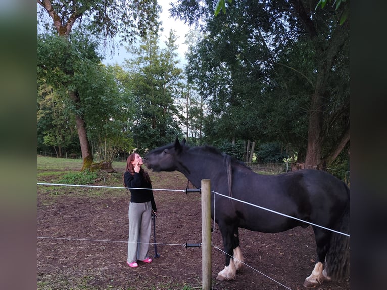 Kuc Fell Mix Wałach 8 lat 146 cm Kara in Oberelsbach