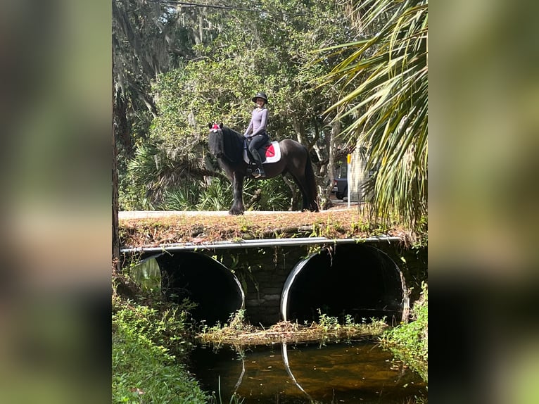 Kuc Fell Wałach 9 lat 137 cm Gniada in Seminole FL