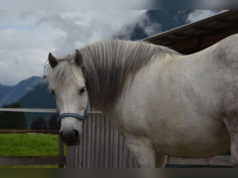 Kuc Galiceno Klacz 9 lat 140 cm Siwa in Reutte