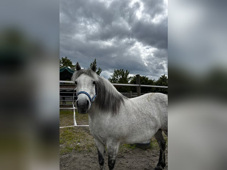 Kuc Galiceno Klacz 9 lat 140 cm Siwa in Reutte
