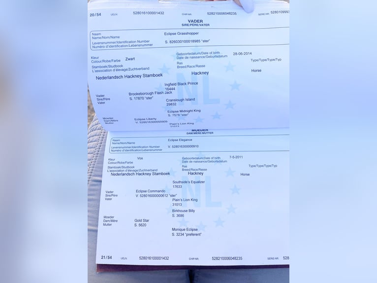 Kuc hackney Wałach 7 lat 143 cm Gniada in Senovo