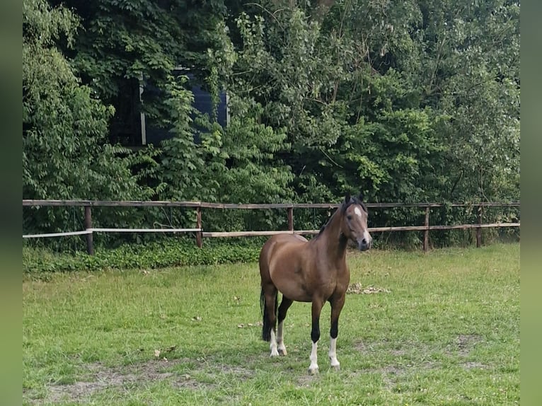 Kuc hackney Wałach 8 lat 140 cm Ciemnogniada in Visselh&#xF6;vede