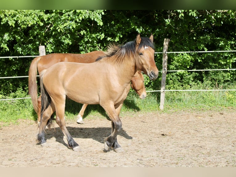 Kuc Highland Mix Wałach 2 lat 145 cm Formy Brown Falb in Saint oulph